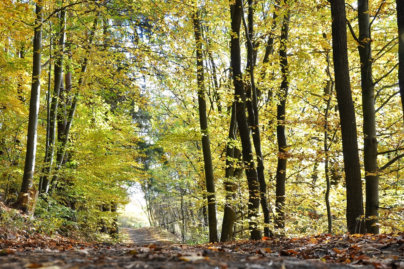 floresta ambiente